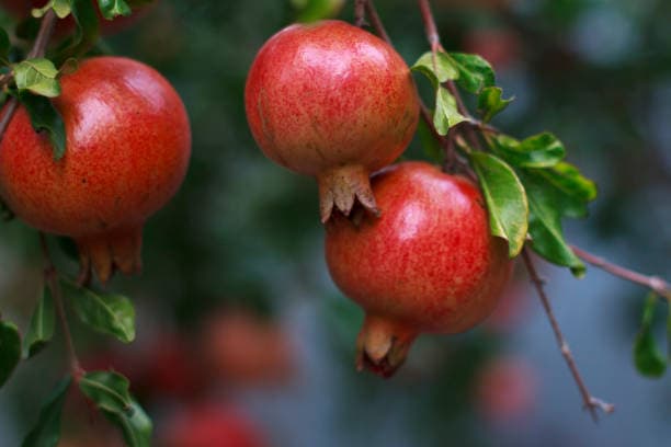 انار ترش سرشار از ویتامین و آنتی‌ اکسیدان